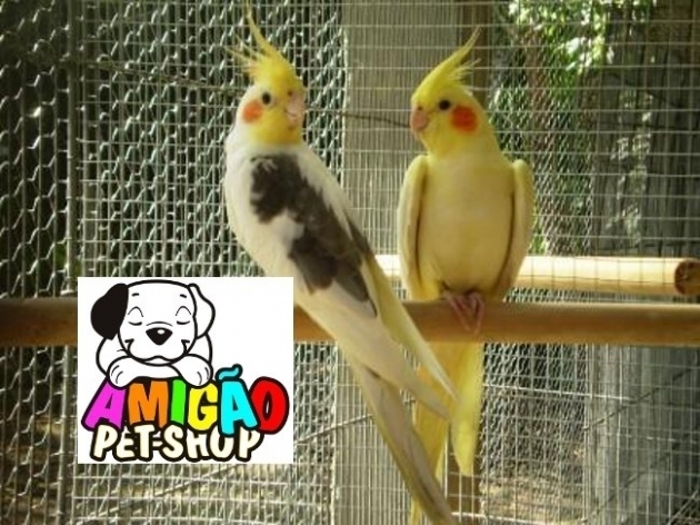 Calopsitas mansas com o melhor preço de Ourinhos você encontra no AMIGÃO PET SHOP