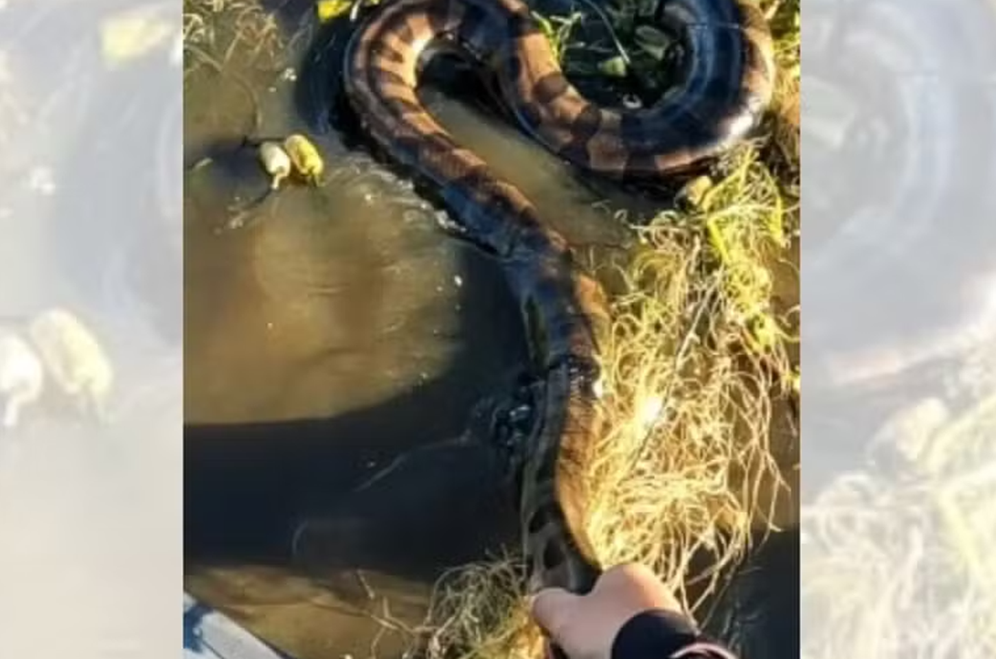 Pescadores salvam sucuri de 4 metros presa em rede no Rio Tietê