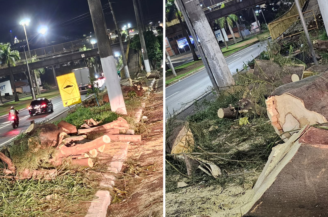 Prefeito TikToker Guilherme Gonçalves ignora alerta climático e autoriza corte em massa de 85 árvores