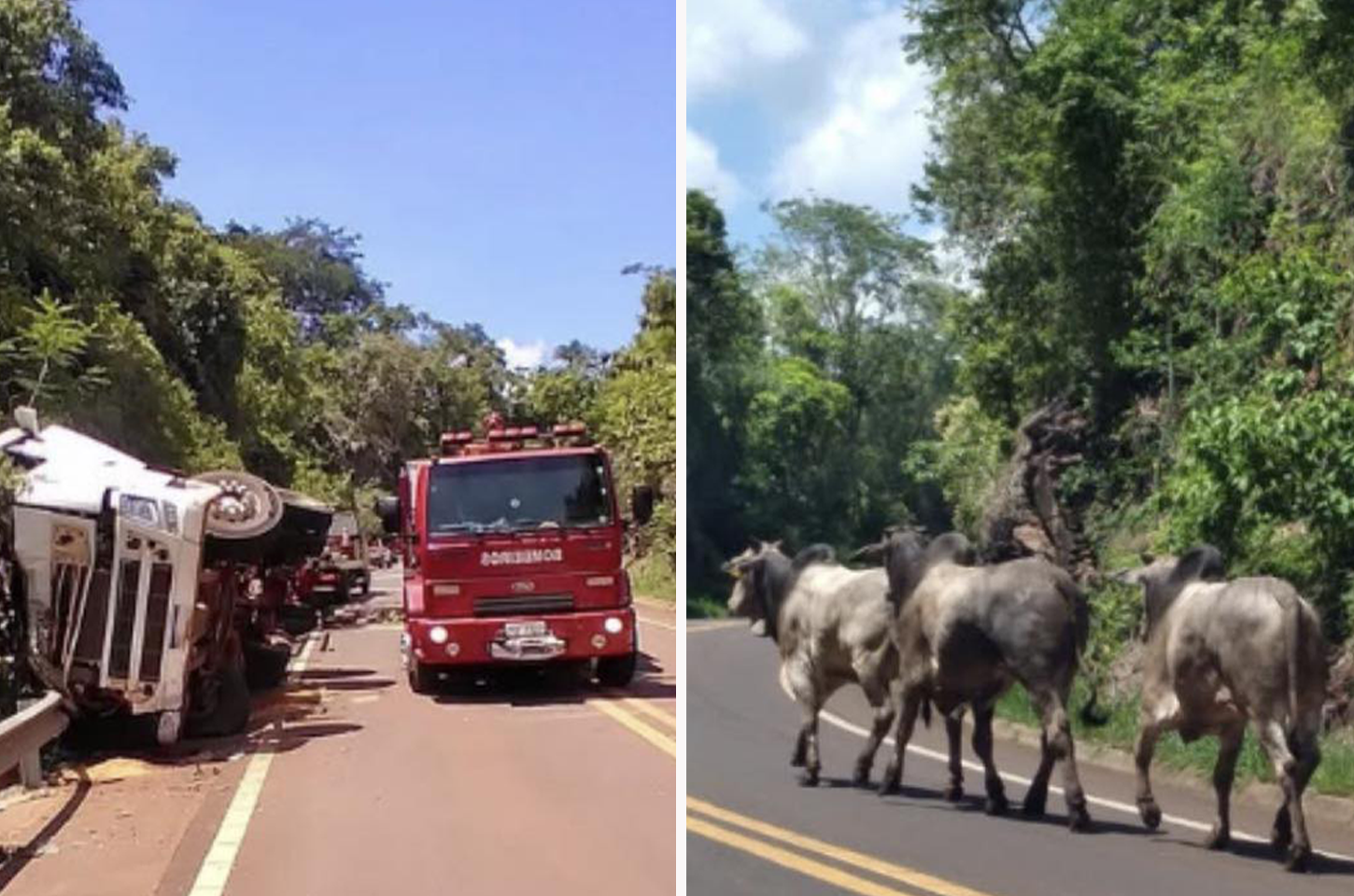 Carreta carregada com  gado tomba em rodovia  da região, fere motorista  e mata três animais