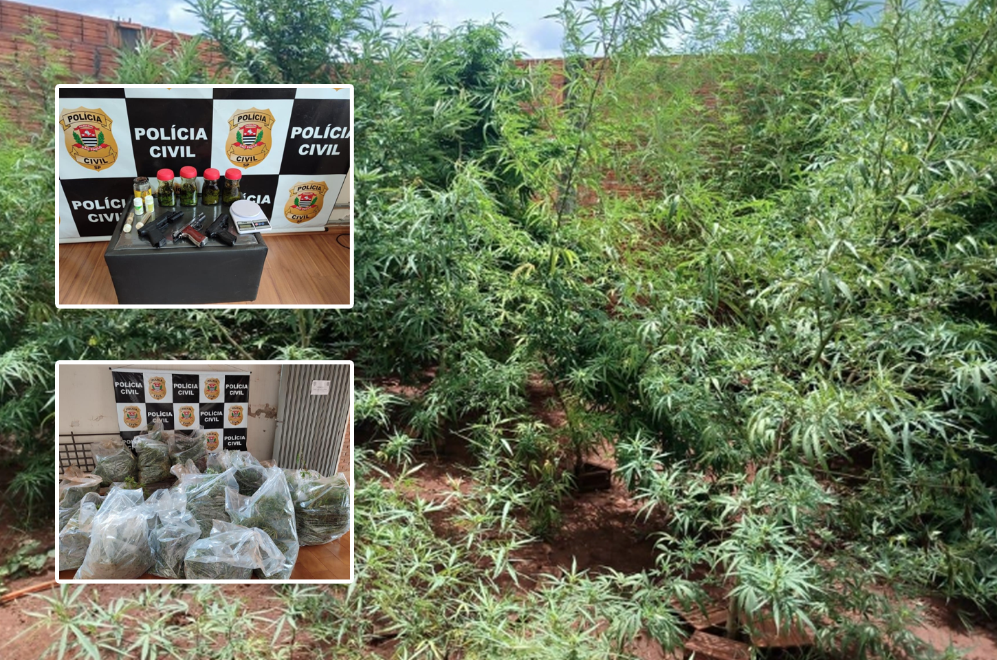 DISE de Ourinhos prende suspeito de cultivar plantação de maconha em Salto Grande